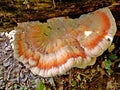 Photography of Laetiporus sulphureus speciesÃÂ ofÃÂ bracket fungus,ÃÂ fungi that grow on trees